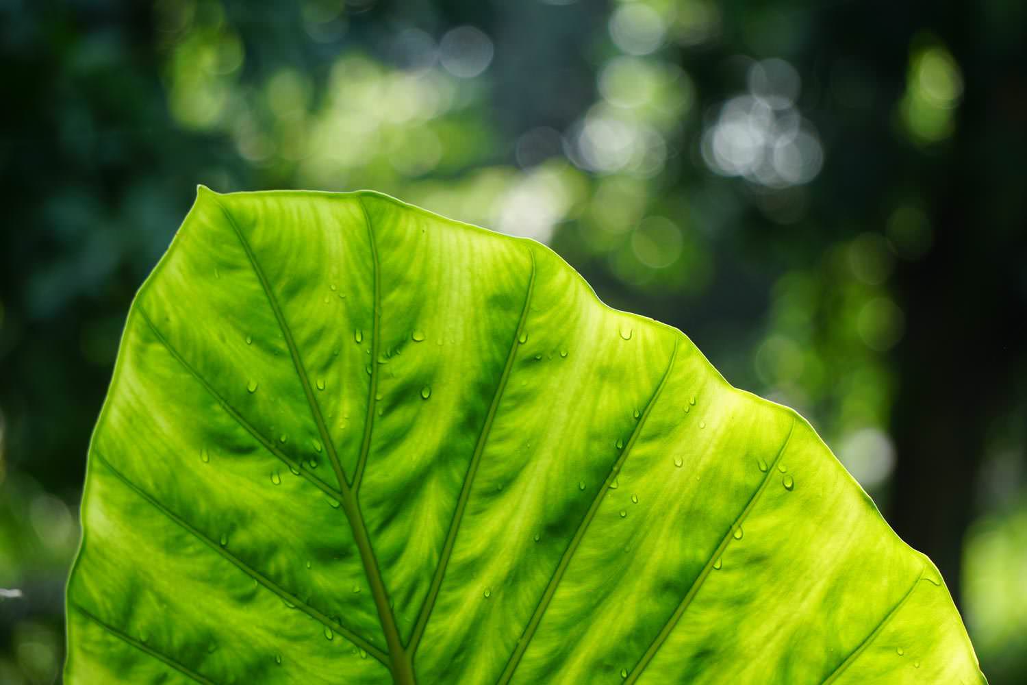 Leaf veins nerves macro pattern