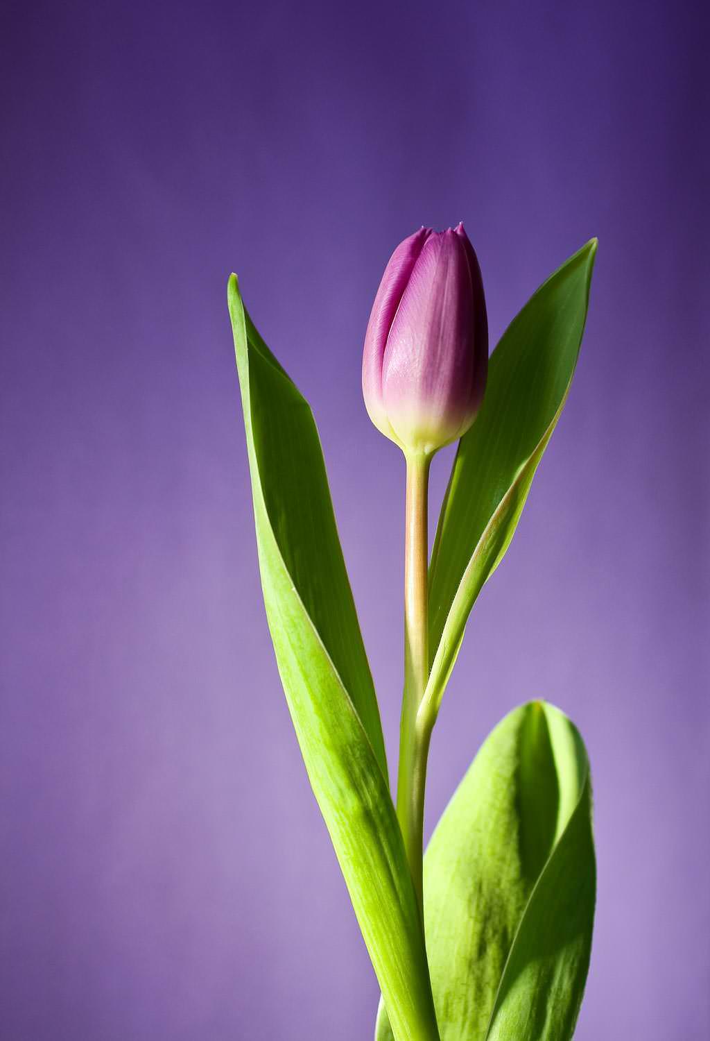 Bloomed pink  tulip flower
