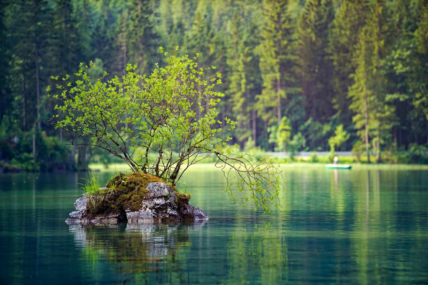 Nature lake with a tree